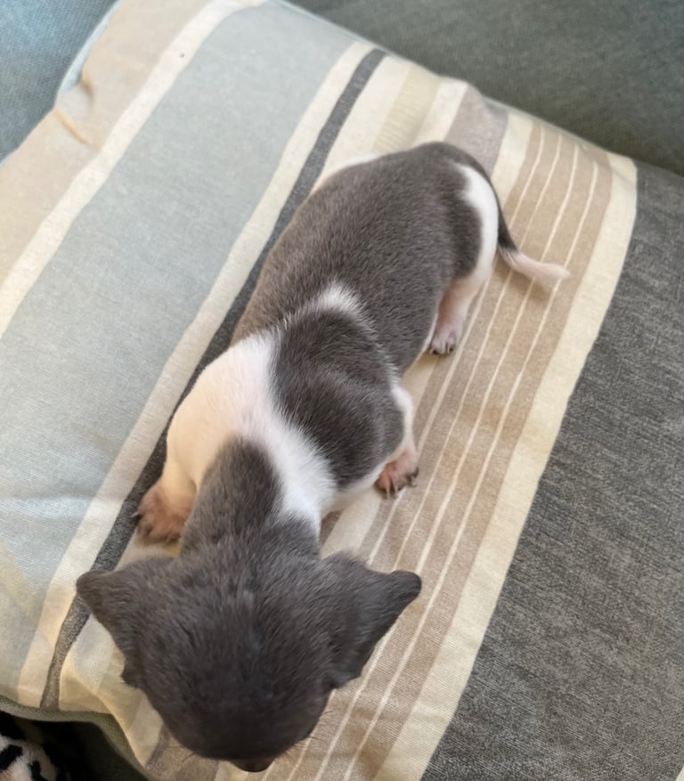  Based in crook county durhamMicro mini dachshunds 