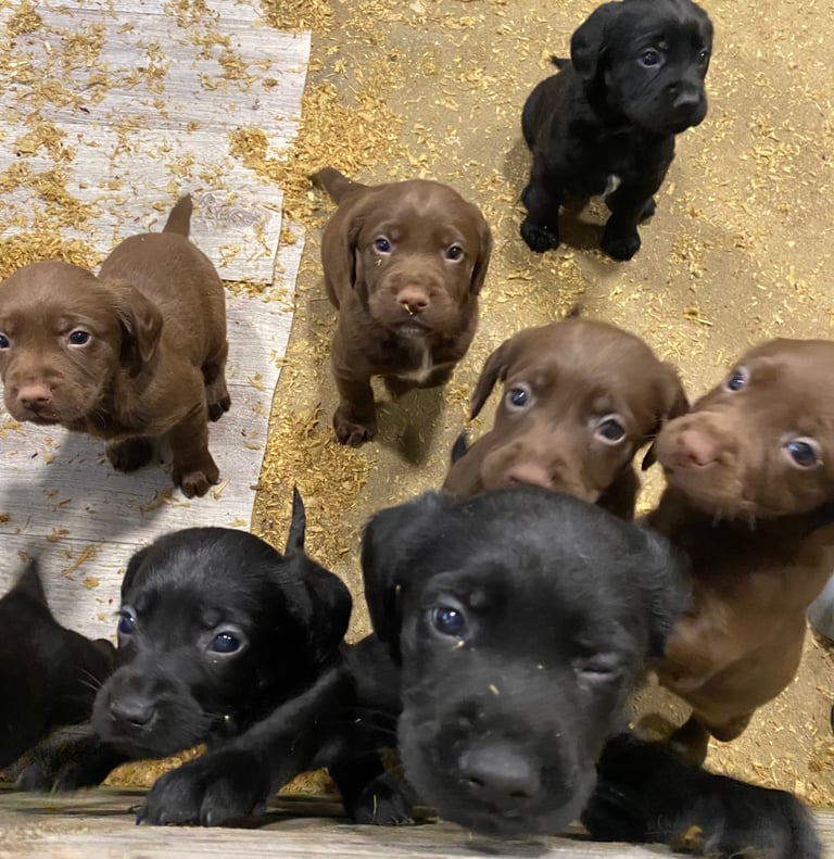 Labrador x Cocker Spaniel Puppies 