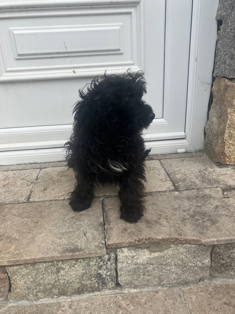 Yorkie x poodle puppy