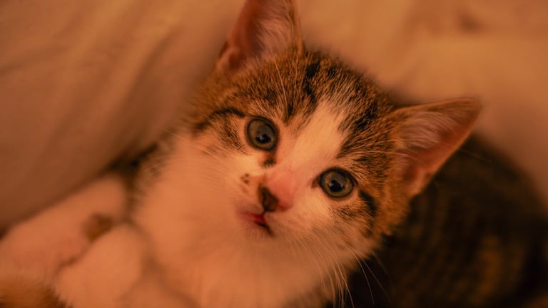 Cute tabby kittens
