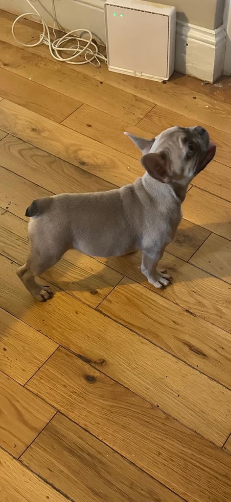 Blue fawn male French bulldog 