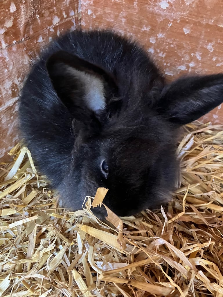 Baby rabbits for sale