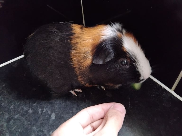Male Guinea Pigs (Neutered) + Free Bag of Guinea Pig Bedding