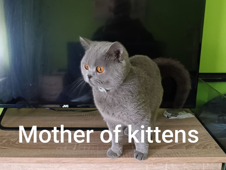 British shorthair blue Gccf 