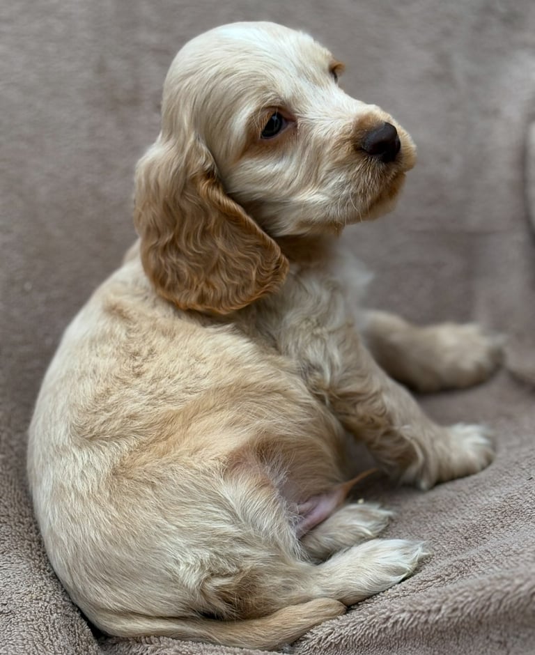 Show cocker spaniels