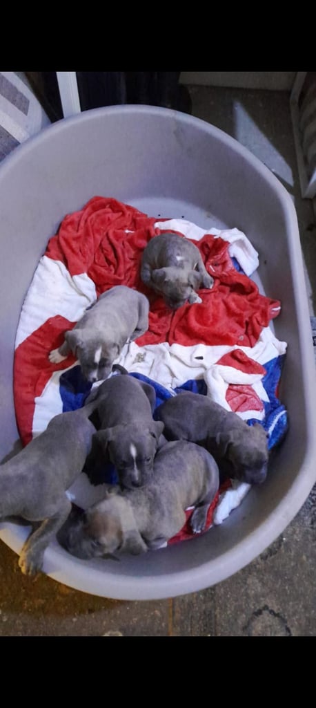 Bull dog cross bully puppies