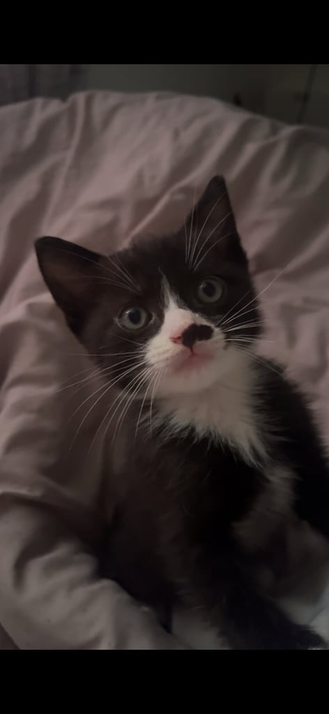 image for Kittens for sale