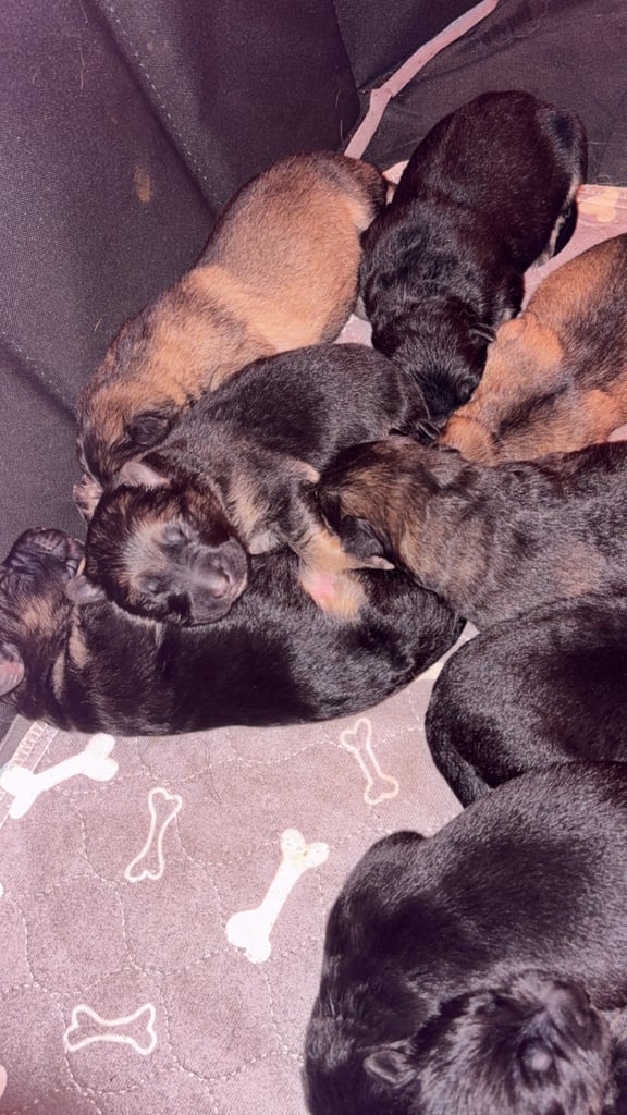 German Shepard puppies for sale 