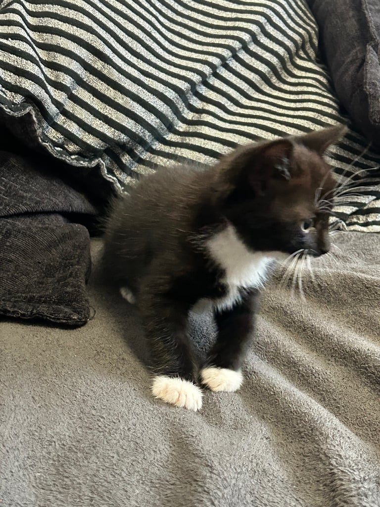  🐾 4 Beautiful Kittens for Sale – 8 Weeks Old 🐾