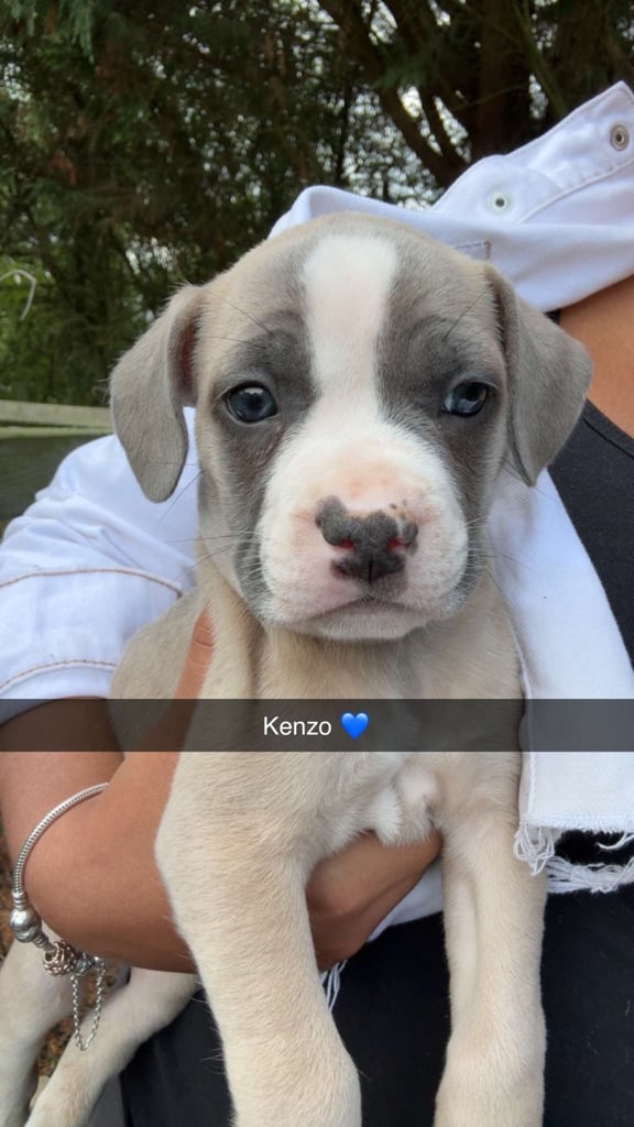 Staffy x frenchie 