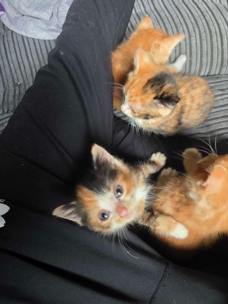 ginger kitten (1 left)