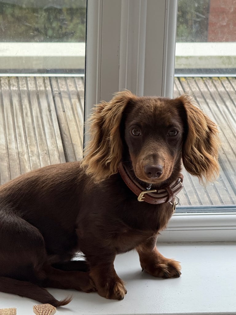 miniature dachshund