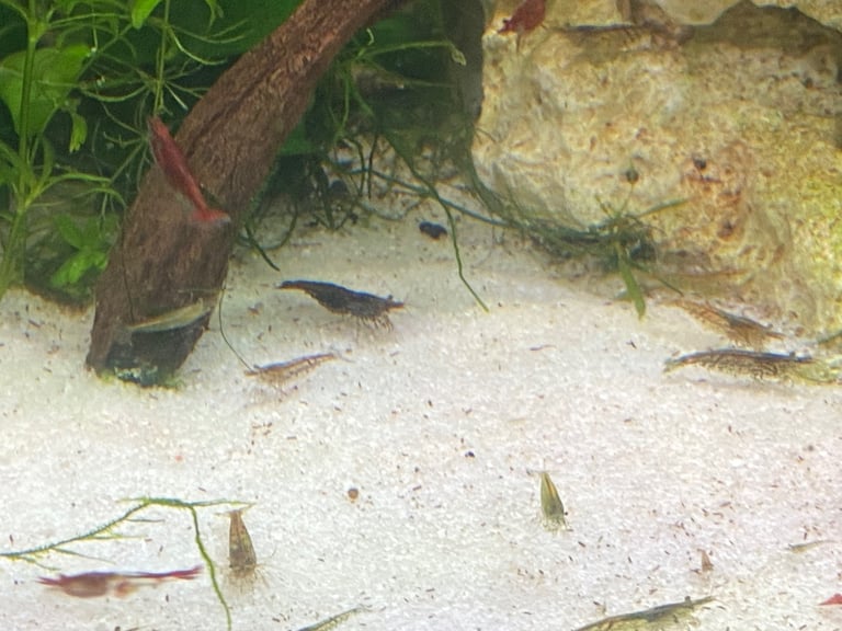 Neocaridina shrimps 