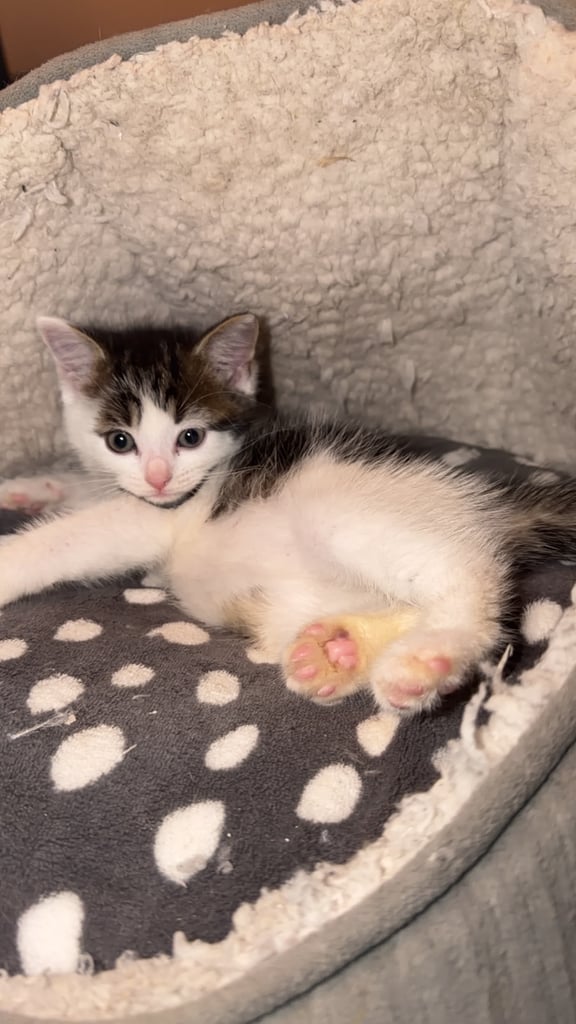 Adorable 8-Week-Old Male Tabby Kitten – Ready for His New Home 🐾