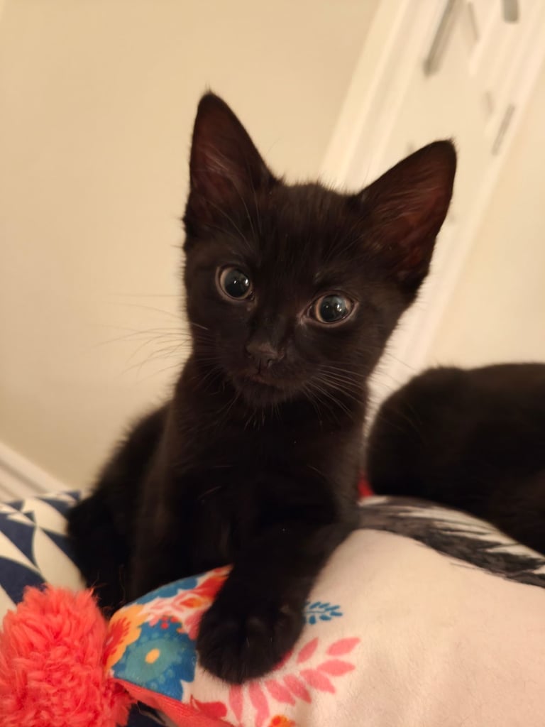 Ultra cute and adorable kittens