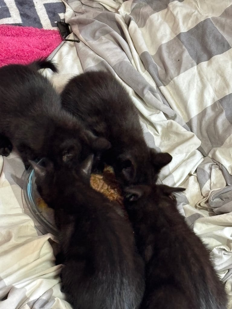 4 beautiful little black kittens looking for a new home