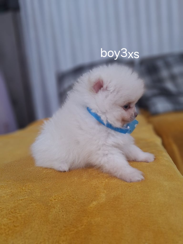 Beautiful pomeranian Teddy bear pomeranian puppies 