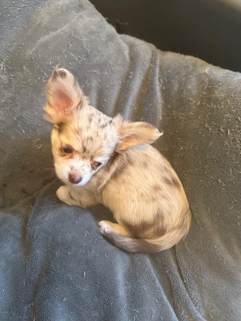Chihuahua puppies 