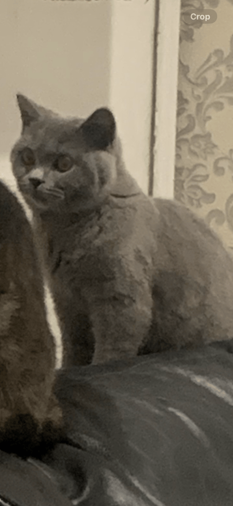 British shorthair 3 years old 
