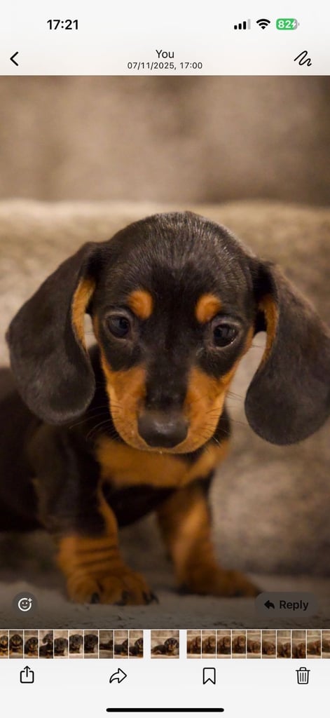 Beautiful pure bred daushunds 