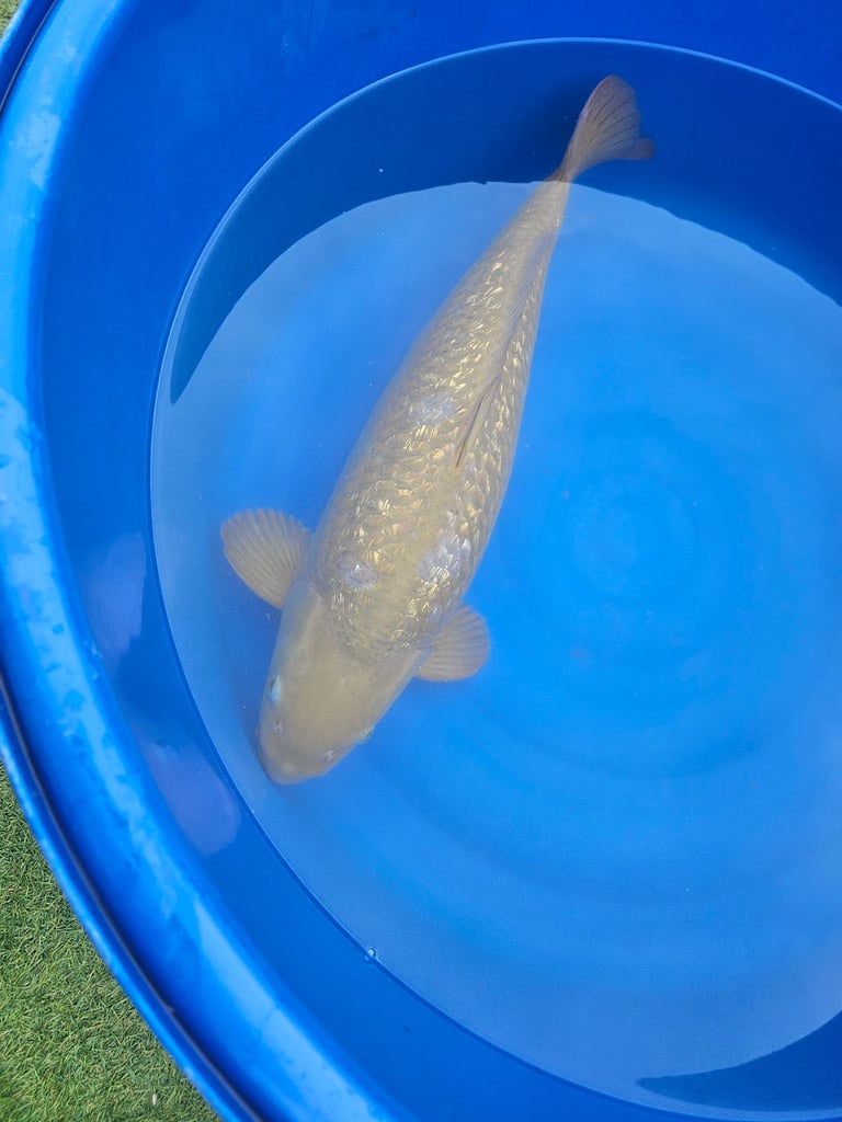 Large Japanese koi fish for sale 