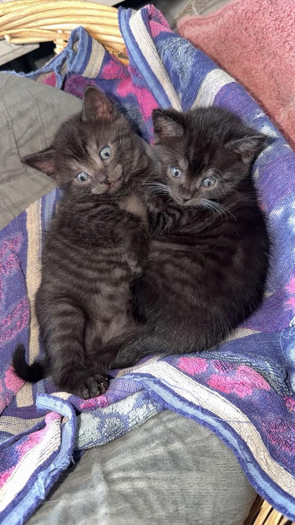 Kittens