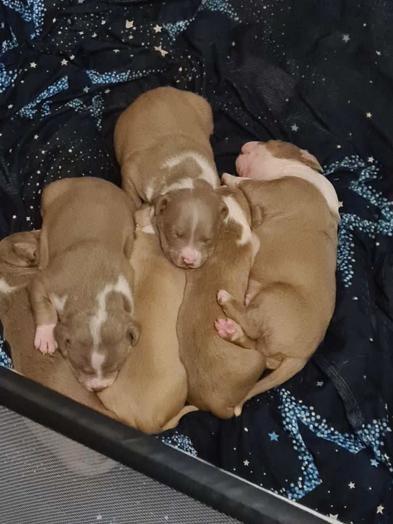 American Bulldogs *Ghost Tri Lilacs*