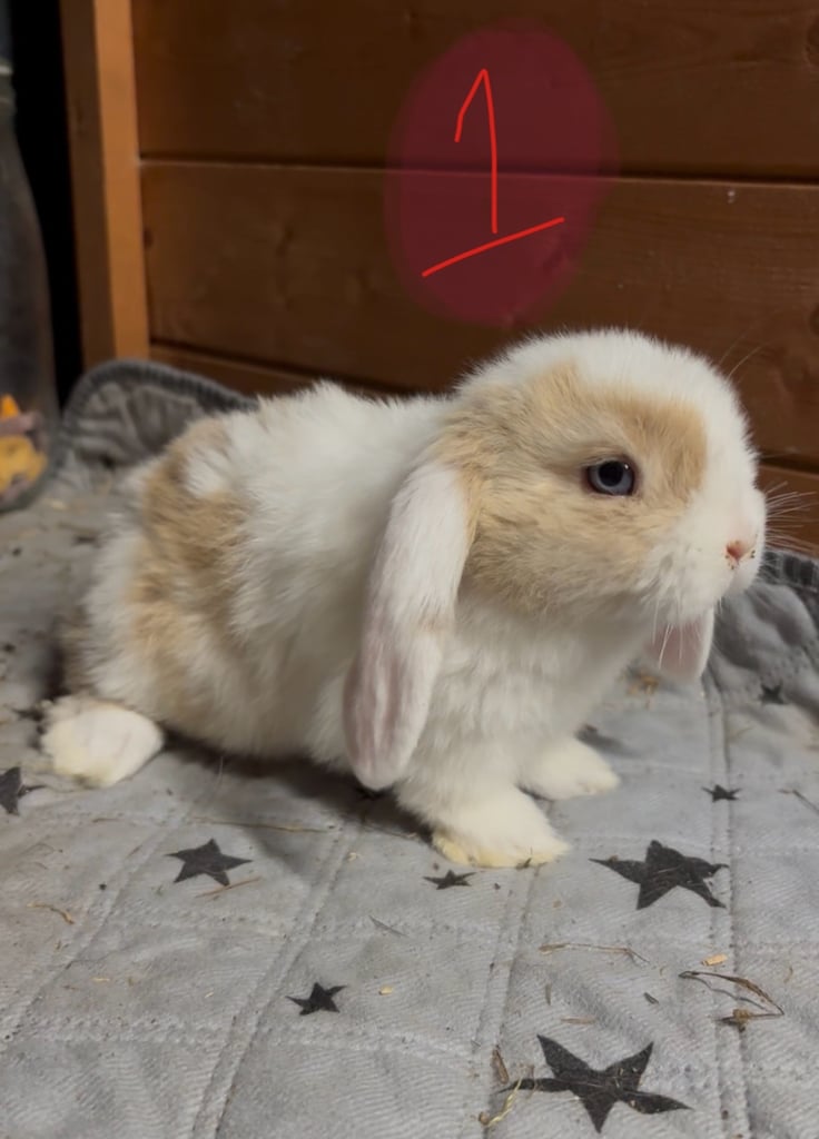 8 mini lop babies ready now!! 