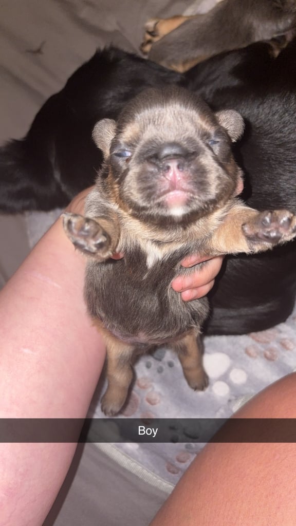 1 week old fluffy French bulldogs 
