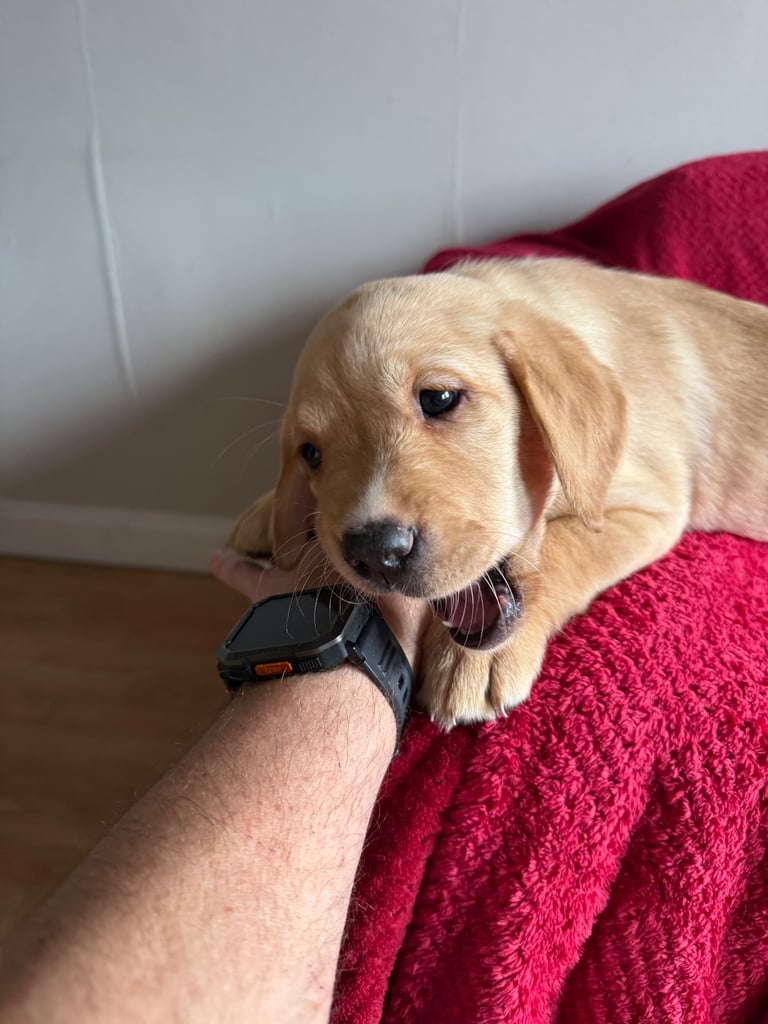 Labrador Pups - 3 black girls 