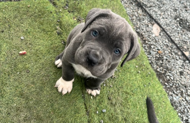 1 cane corso pup left