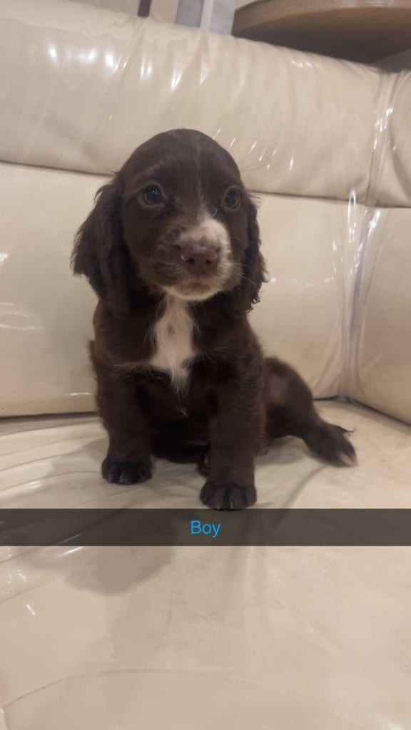 3 chocolate cocker spaniel puppies 