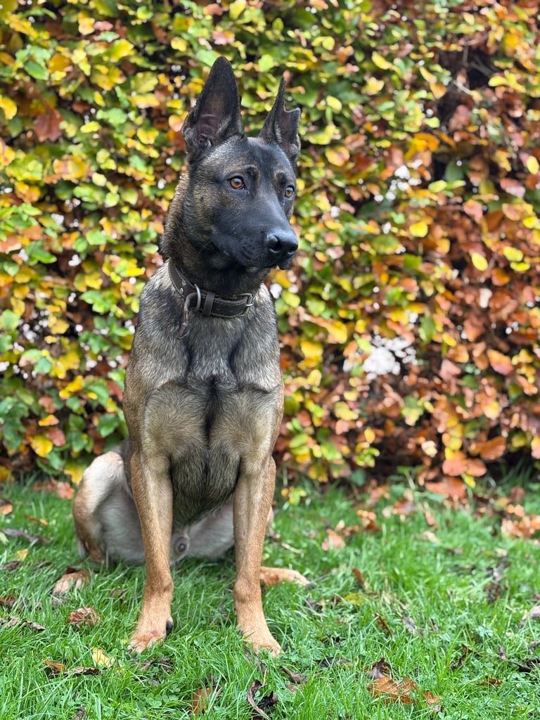 Malinois Dog