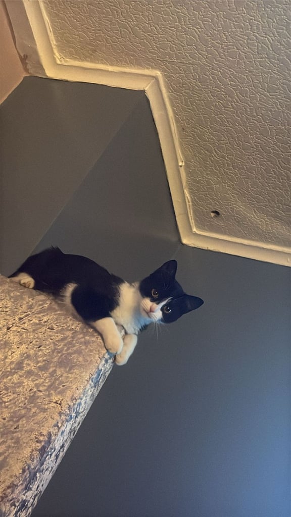 Kitten 