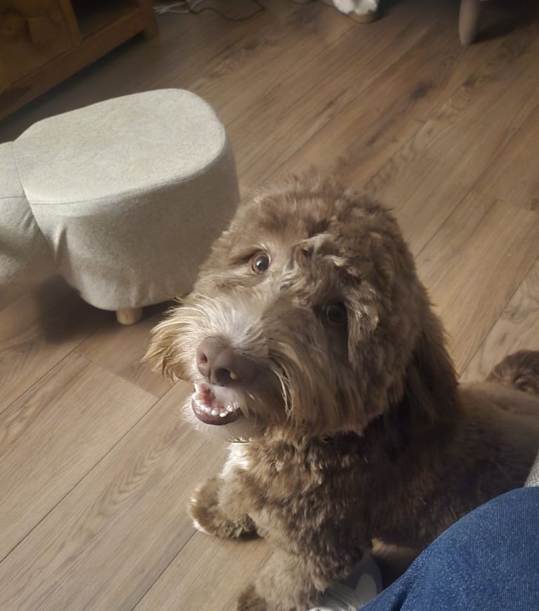 image for bear the cockapoo 
