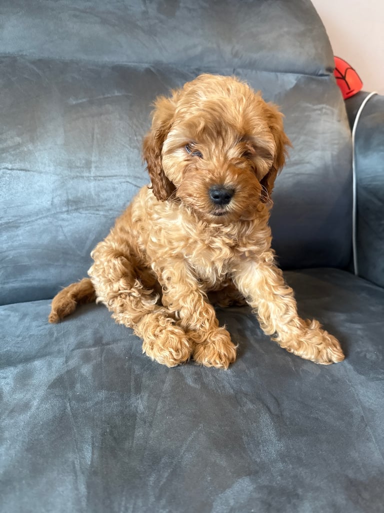 Cavapoo F1B + Extras