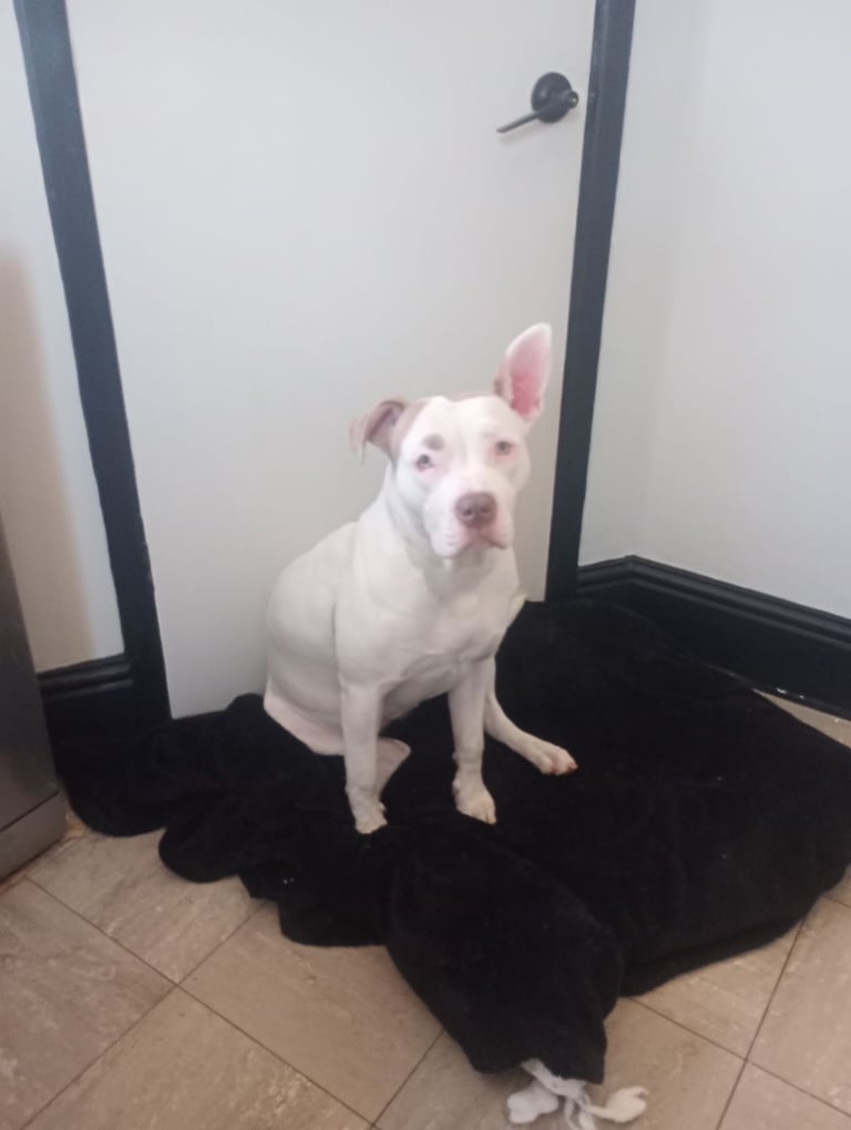 Mixed breed for sale 