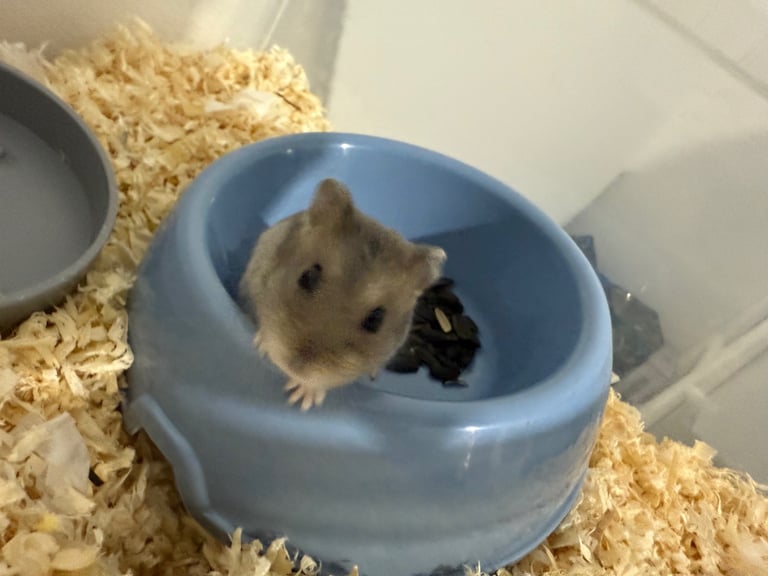 Russian dwarf hamster 