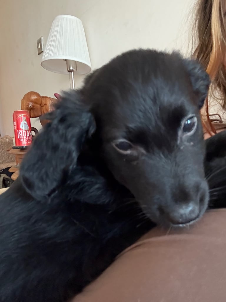 Border Collie Golden Retriever Mix