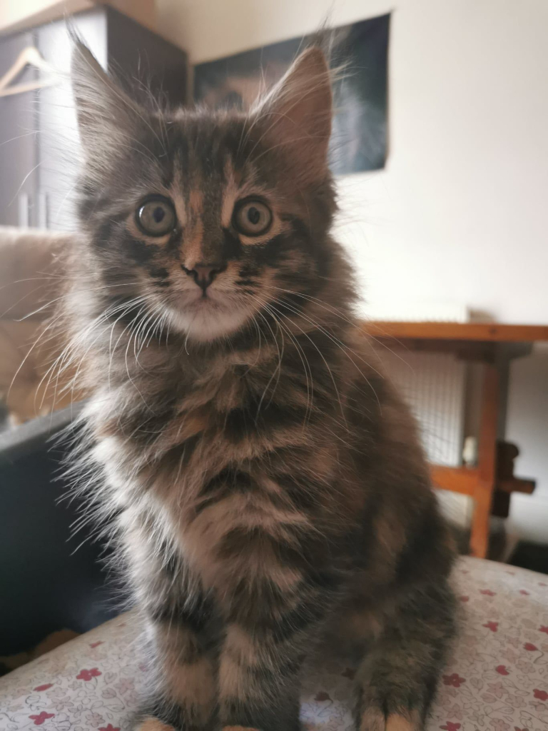 Pure maine coon kitten's ready to leave