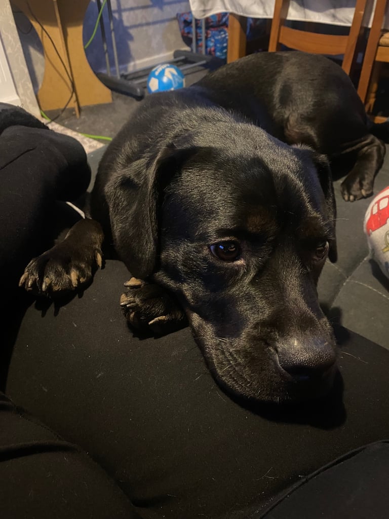 Male dog for sale £200