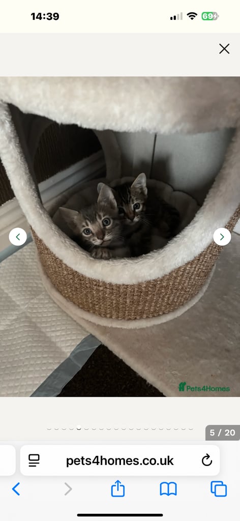 STUNNING BENGAL KITTENS READY NOW 