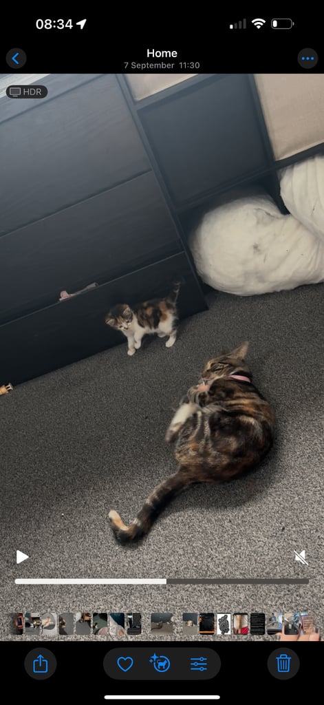Kitten for sale! 