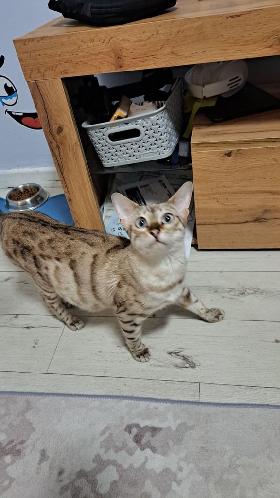 image for Snow Bengal 