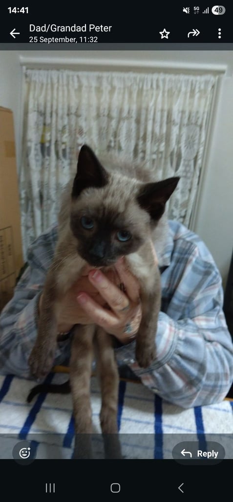 Kitten