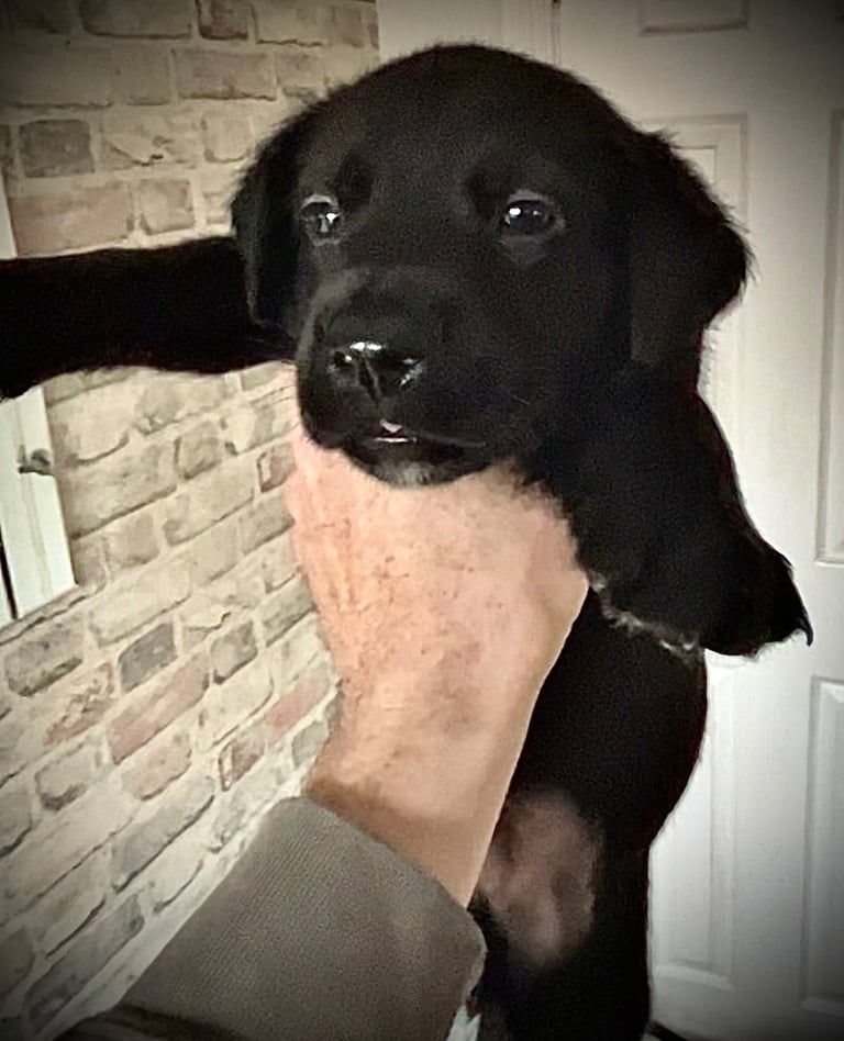 Cane Corso × Belgian Malinois Puppies 3/4 left 