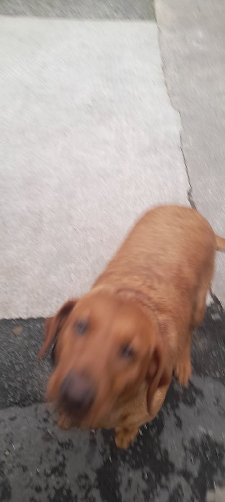 Female lab