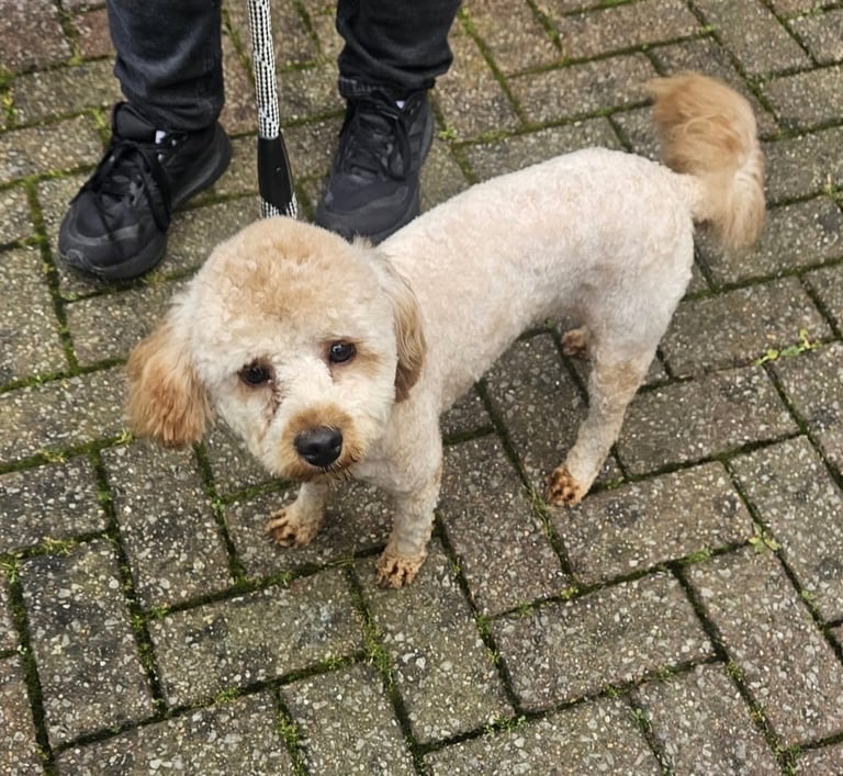 Miniature Labradoodle-