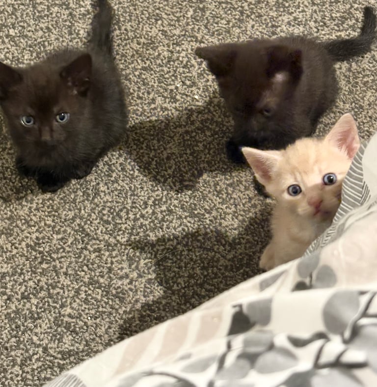 KITTENS ready to go now 