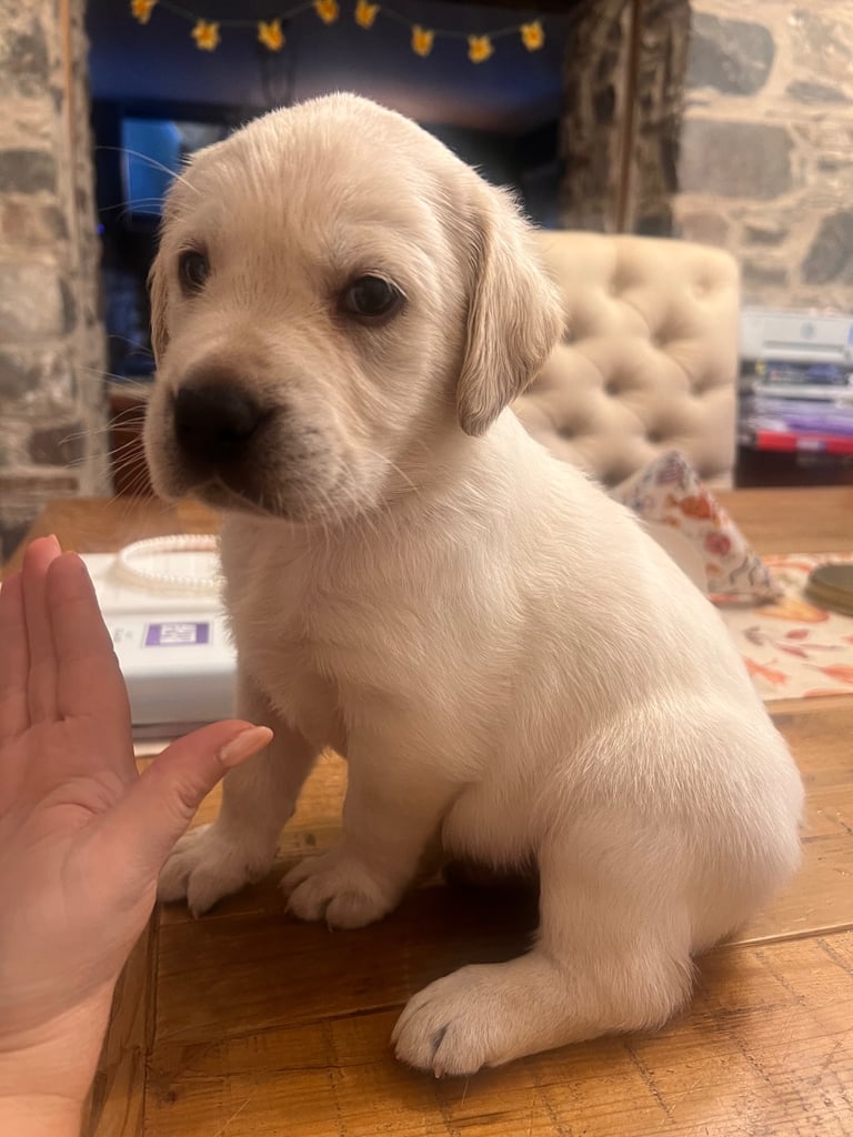 Perfect, High Quality Labrador Puppies  Castlereagh Co Down 
